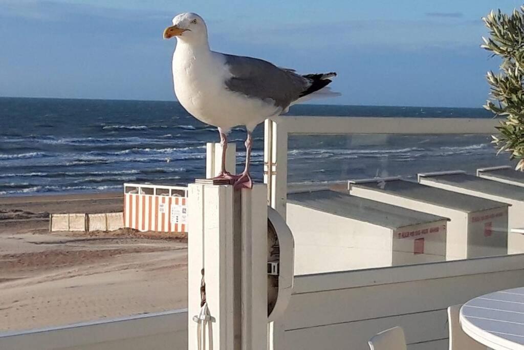 Zeezonzand Koksijde Zewnętrze zdjęcie