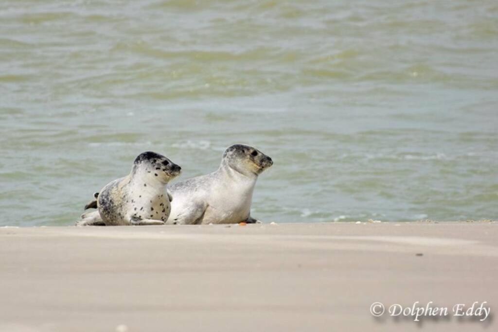 Zeezonzand Koksijde Zewnętrze zdjęcie
